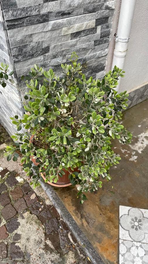 Villagrazia Di Carini Casa Vacanze Antico Cortile Delle Palme 빌라 외부 사진